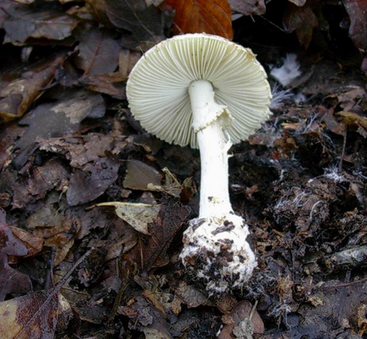 amanita virosa??