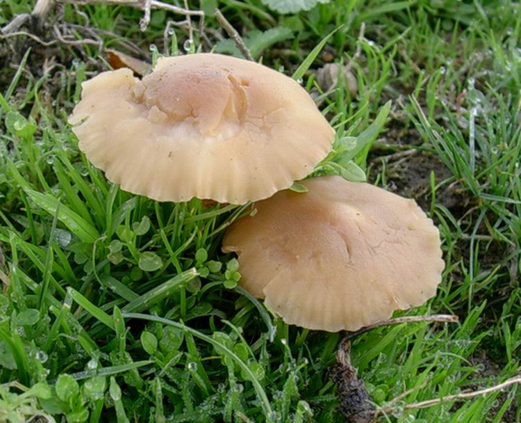 Marasmius  oreades