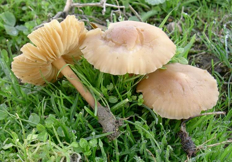 Marasmius  oreades