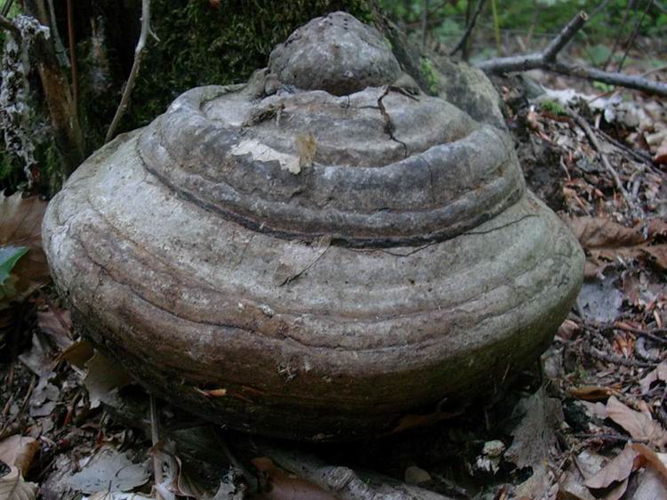 fungo (Fomes fomentarius)