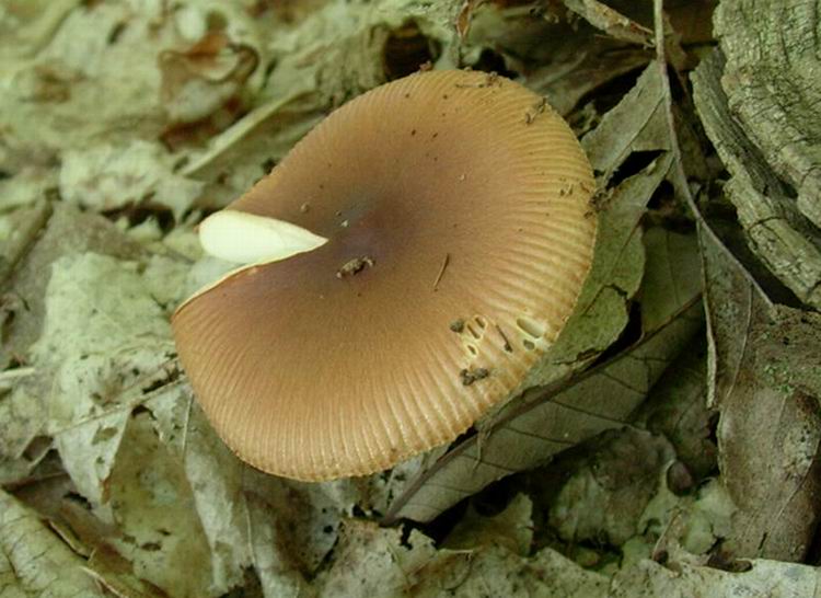 ....amanita