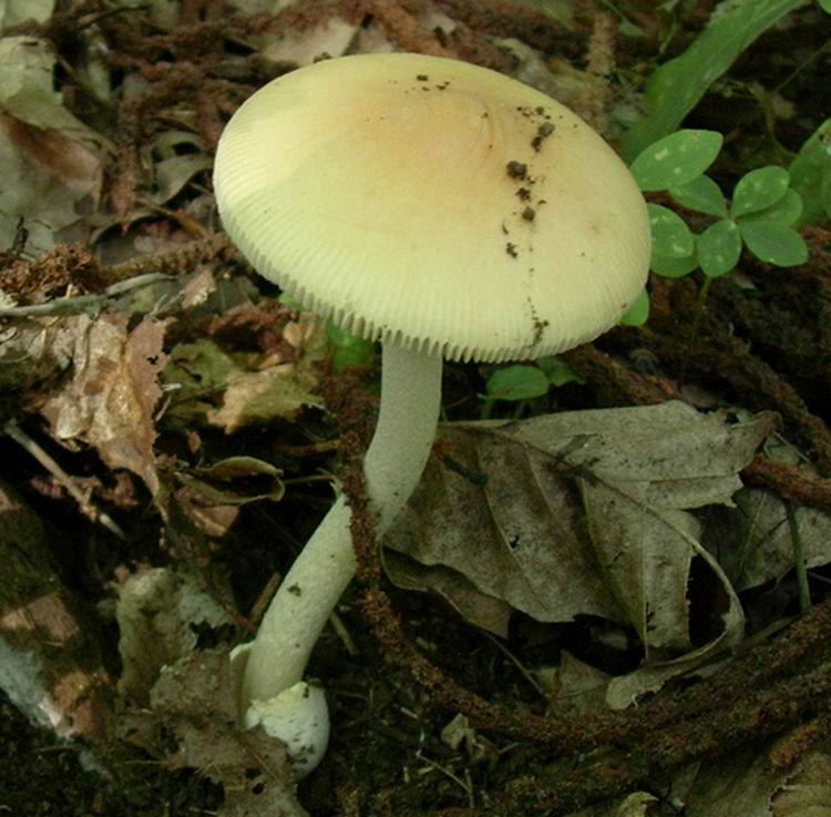 amanita