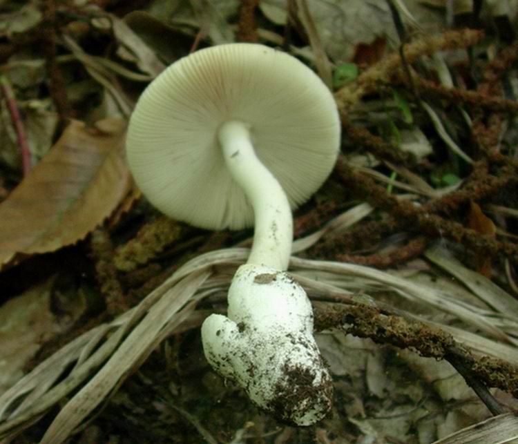 amanita