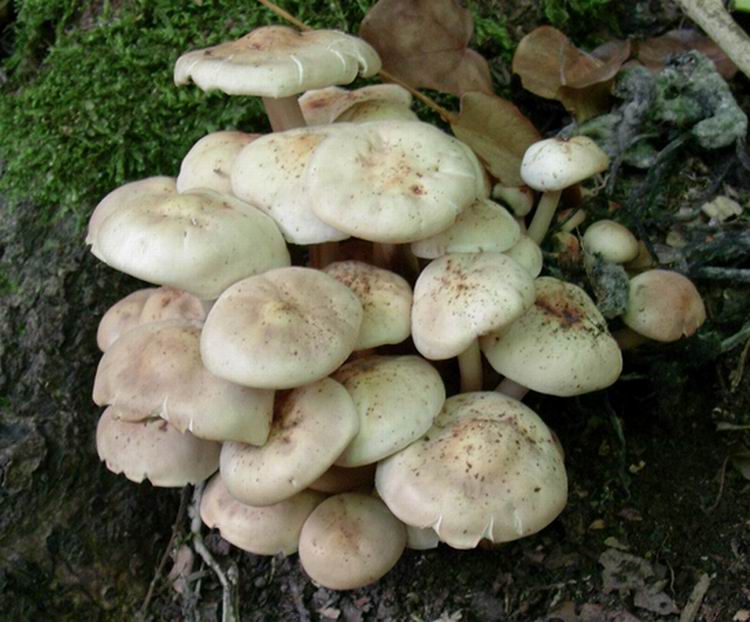 Collybia fusipes