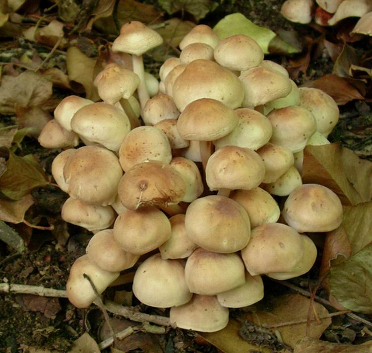 Collybia fusipes