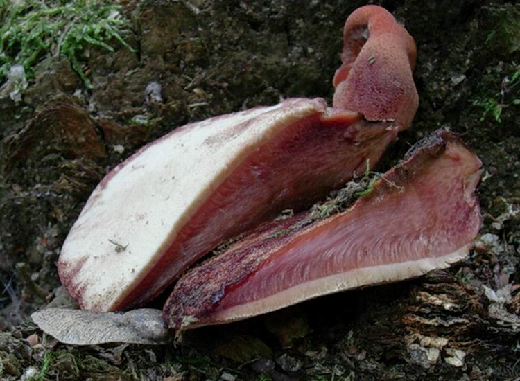 Fistulina hepatica............dai Castelli Romani.