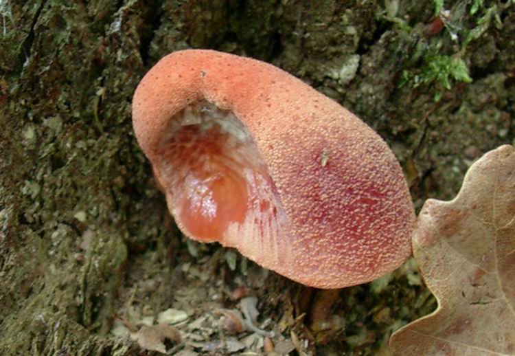 Fistulina hepatica............dai Castelli Romani.