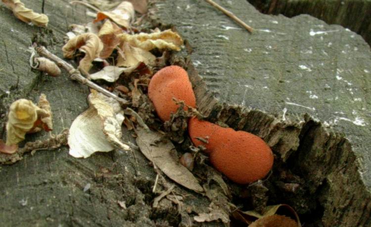 Fistulina hepatica............dai Castelli Romani.