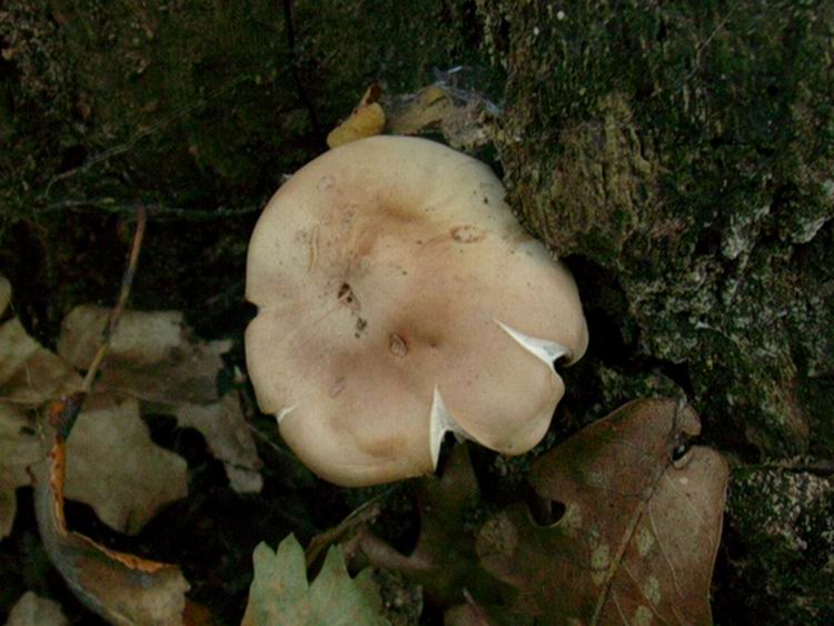 Collybia fusipes........come la vuole Brisa !