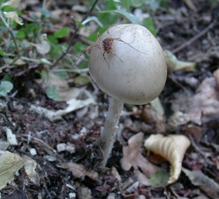 Oudemansiella radicata