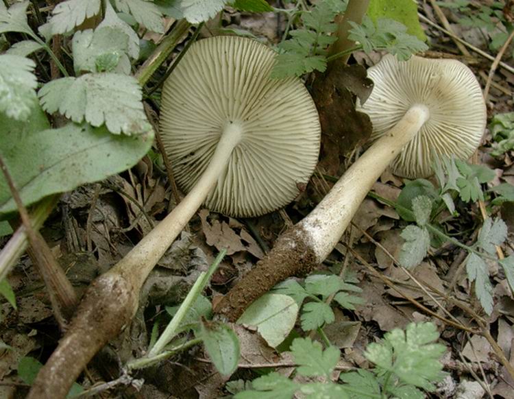 Oudemansiella radicata