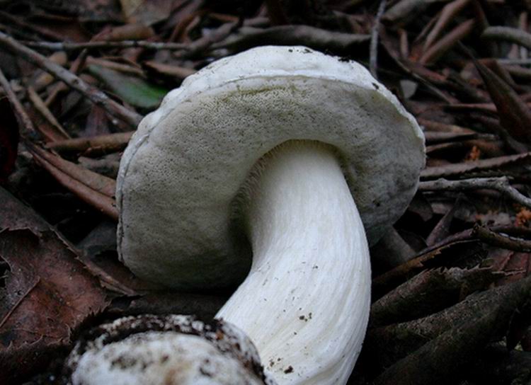 boletus edulis var. persooni