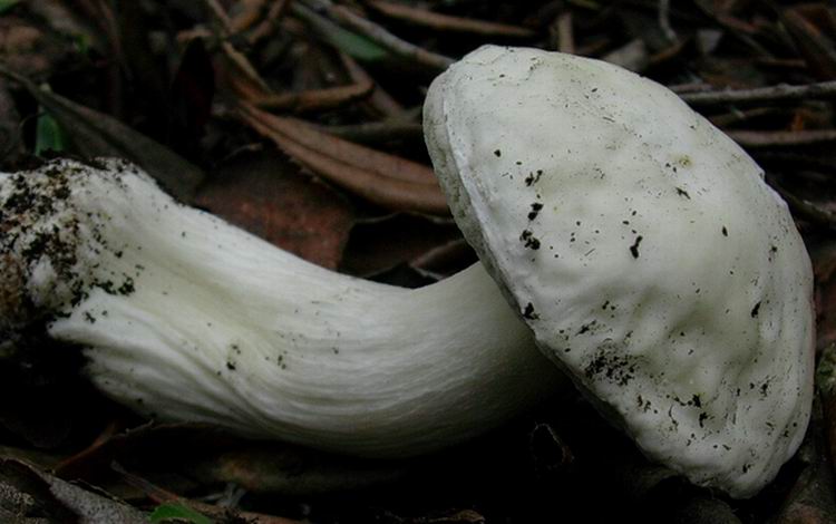 boletus edulis var. persooni