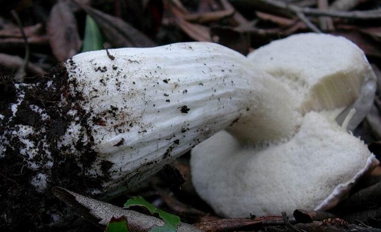 boletus edulis var. persooni