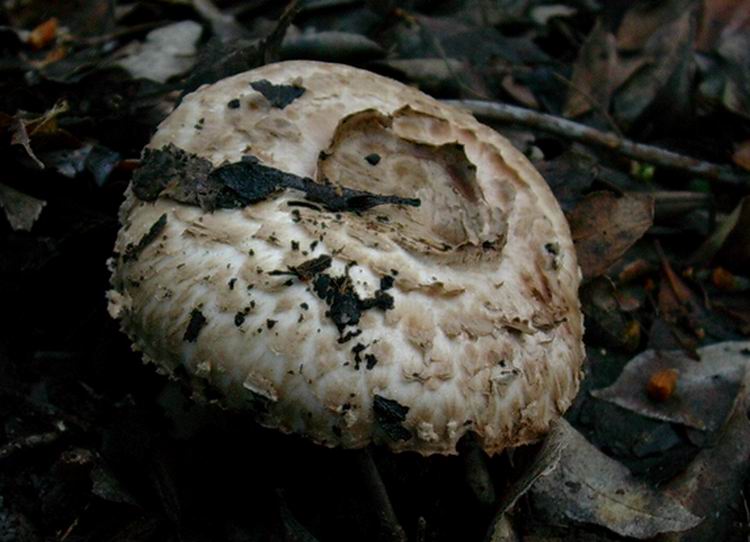 agaricus bohusii (cfr. Agaricus silvaticus)