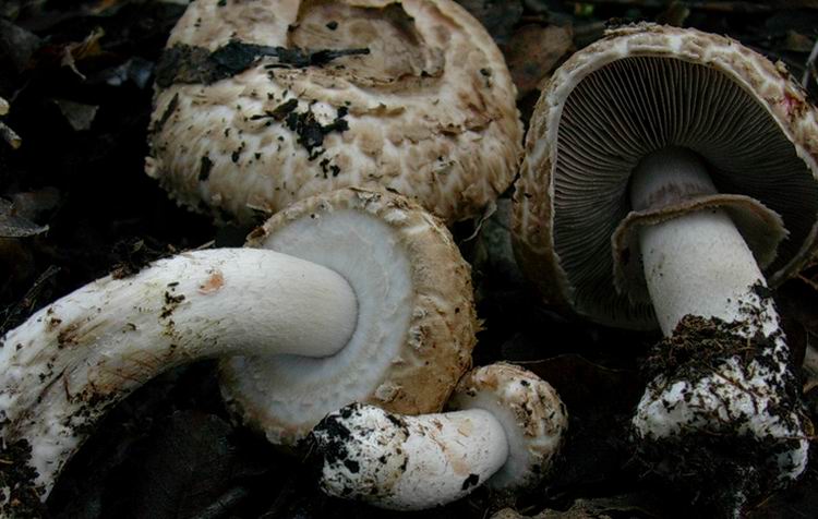 agaricus bohusii (cfr. Agaricus silvaticus)