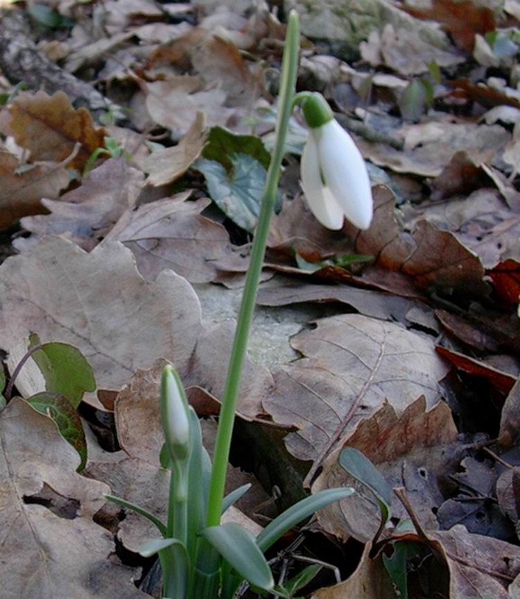 Galanthus nivalis / Bucaneve