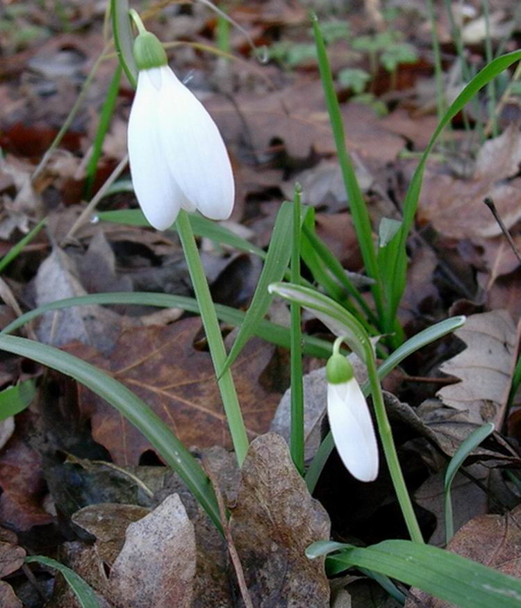 Galanthus nivalis / Bucaneve