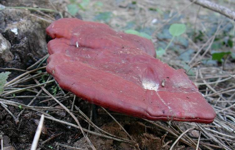 Ganoderma lucidum