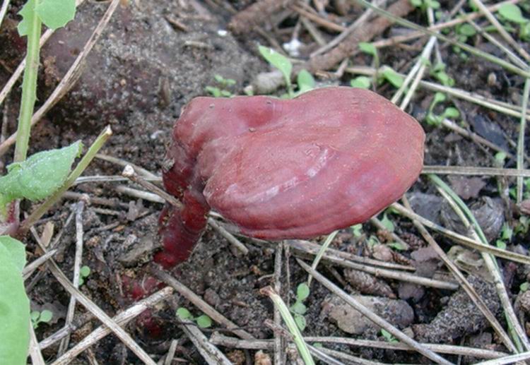 Ganoderma lucidum