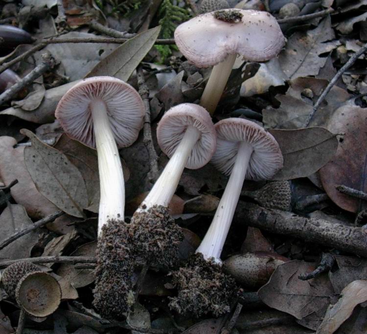 Mycena rosea