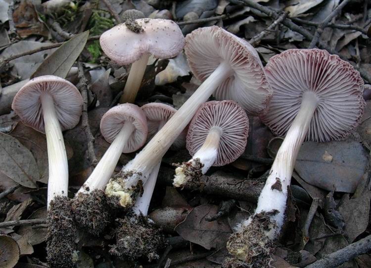 Mycena rosea