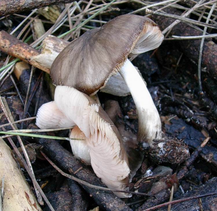 Pluteus cervinus