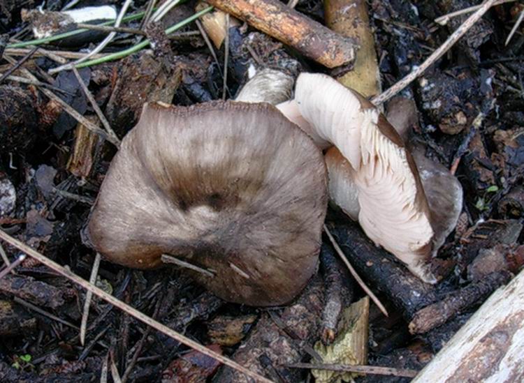 Pluteus cervinus