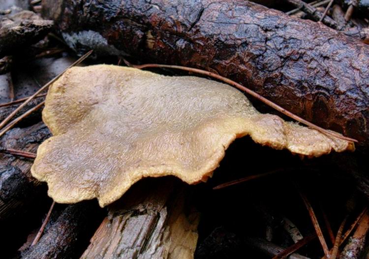 Tapinella  panuoides.....ex Paxillus panuoides .