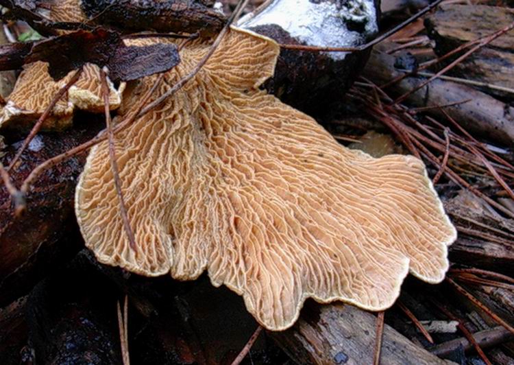 Tapinella  panuoides.....ex Paxillus panuoides .