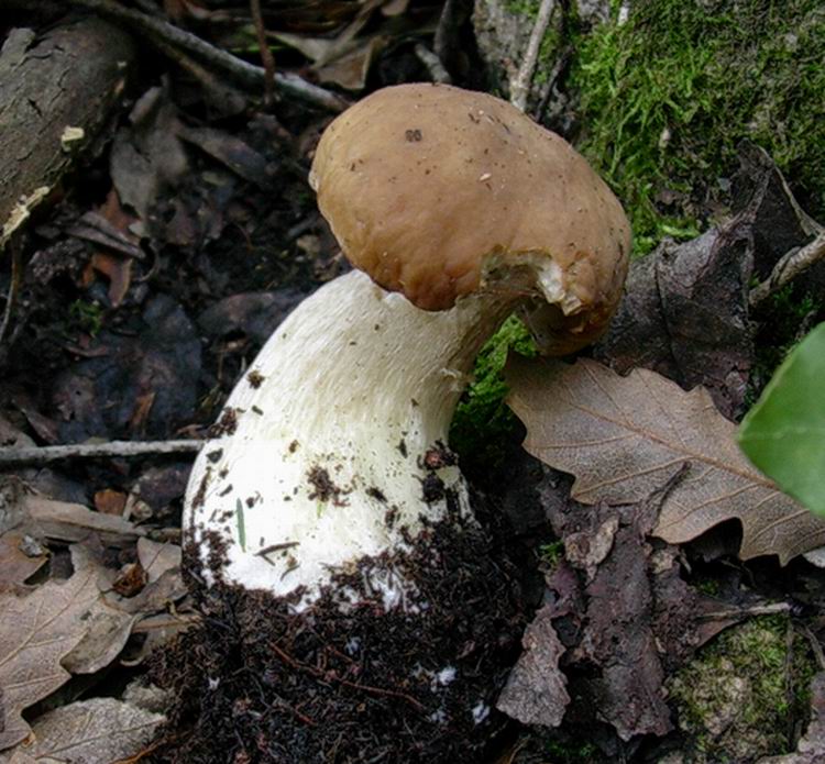 04 01 2005.... ritrovamenti di porcini- boletus