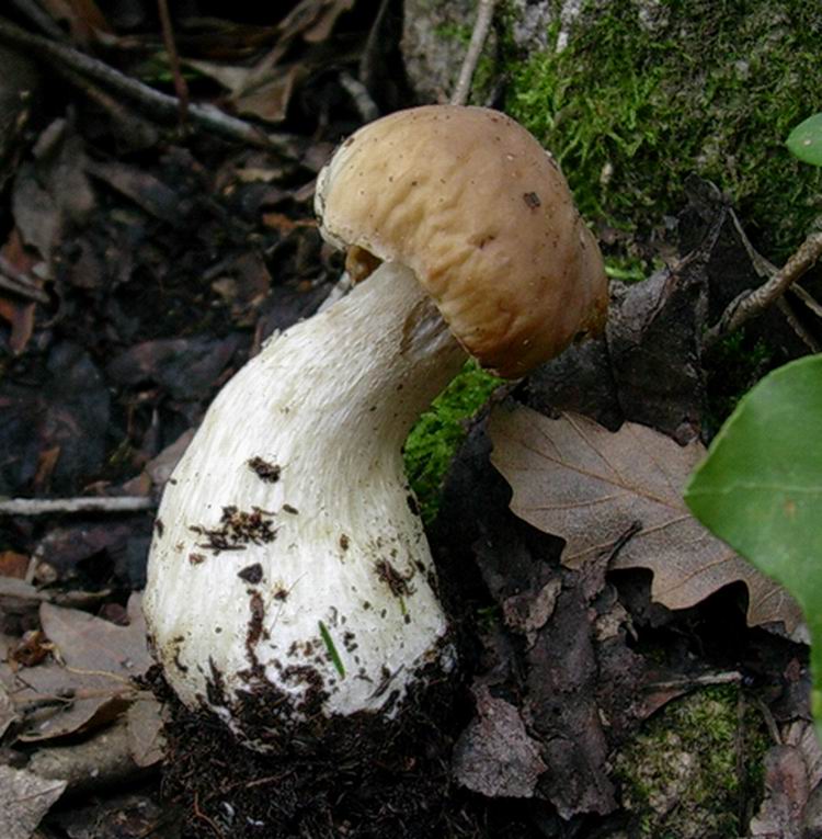 04 01 2005.... ritrovamenti di porcini- boletus