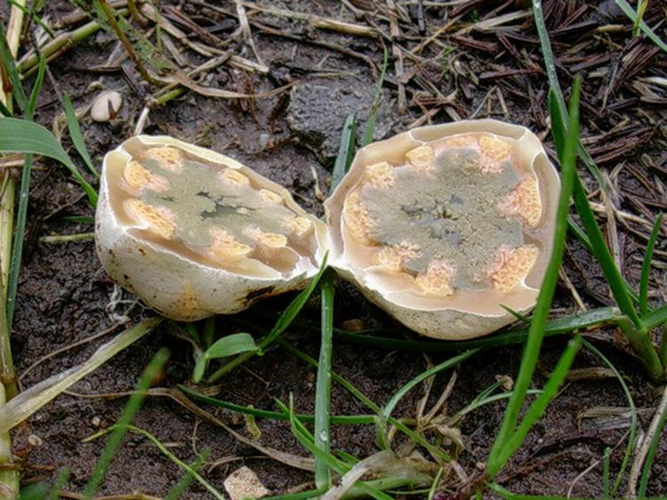 Clathrus ruber