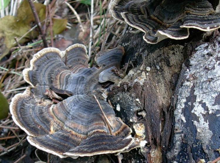 trametes versicolor da confermare (Trametes versicolor)