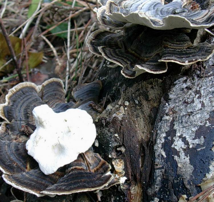 trametes versicolor da confermare (Trametes versicolor)