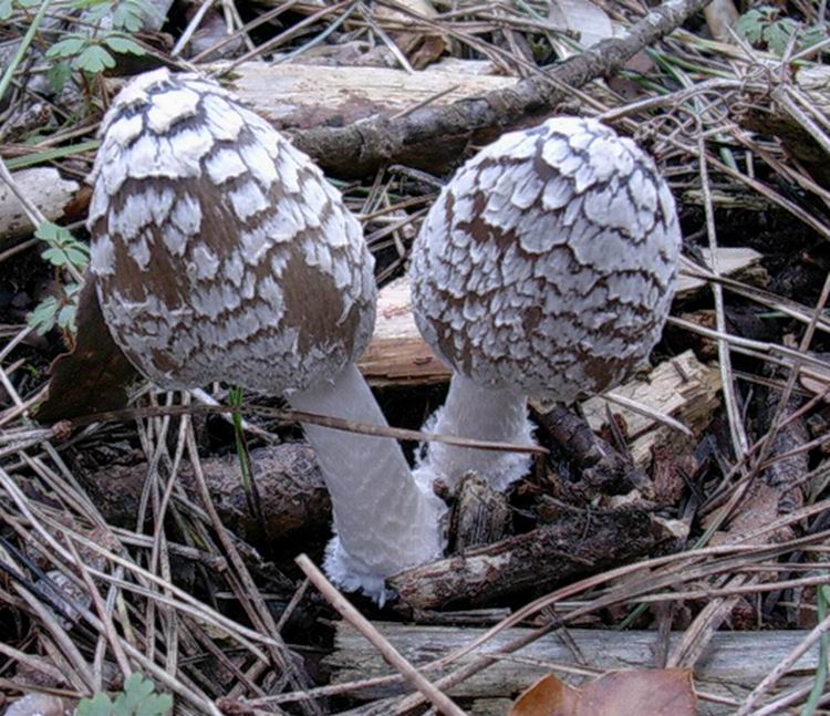 Coprinopsis picacea