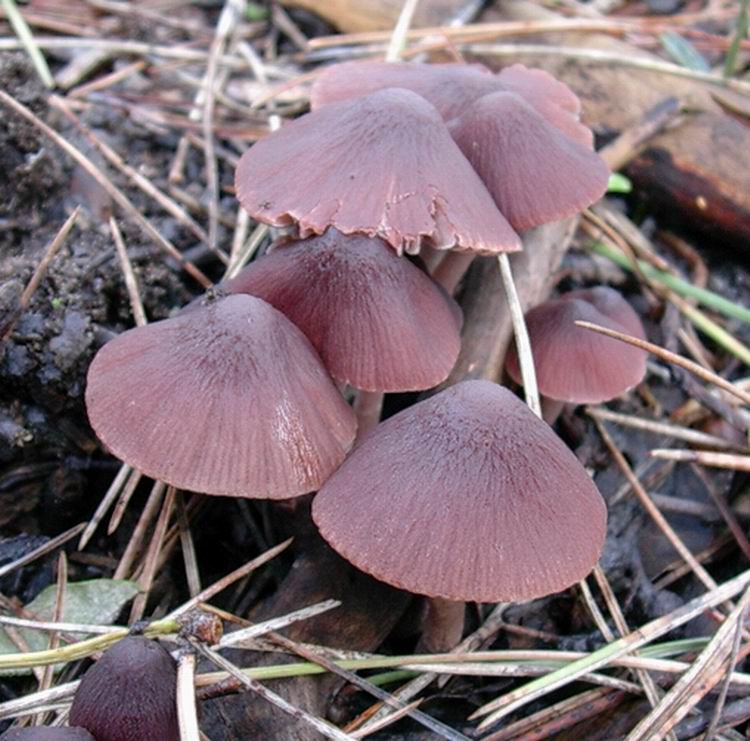 Psathyrella bipellis