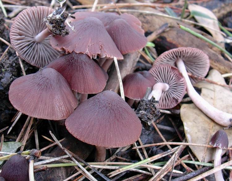 Psathyrella bipellis