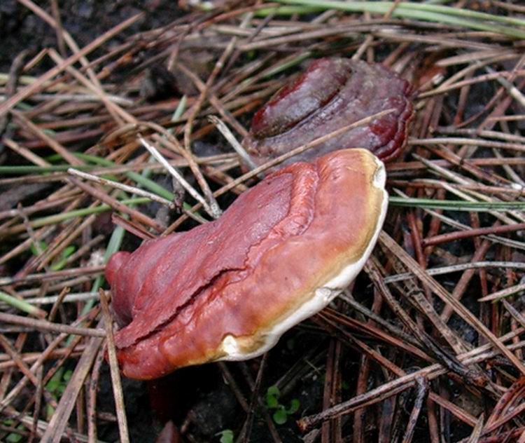 ganoderma lucidum