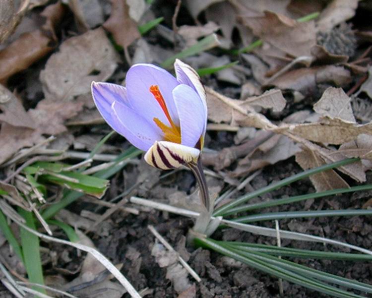 Crocus biflorus