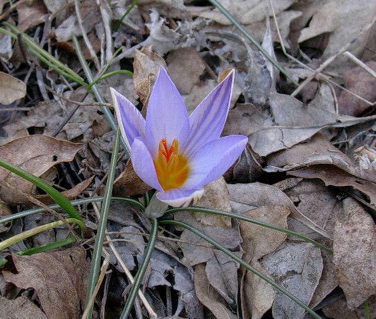 Crocus biflorus