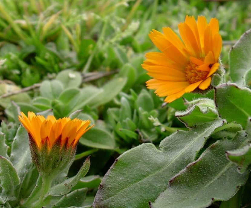 Calendula officinalis / Fiorrancio coltivato