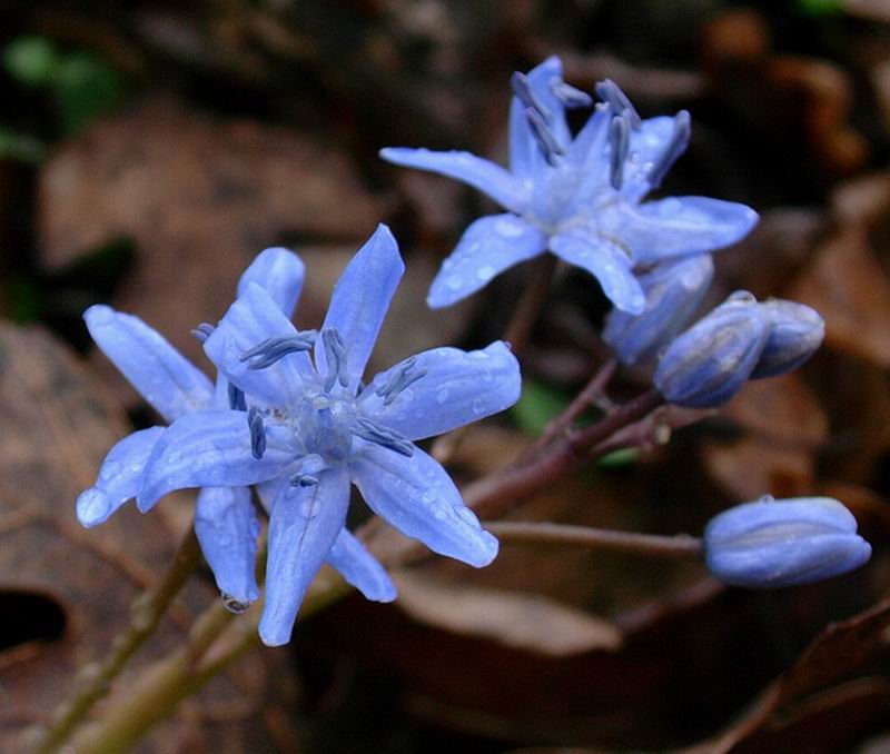 Scilla bifolia,Ranunculus ficaria,Helleborus foetidus,Salvia