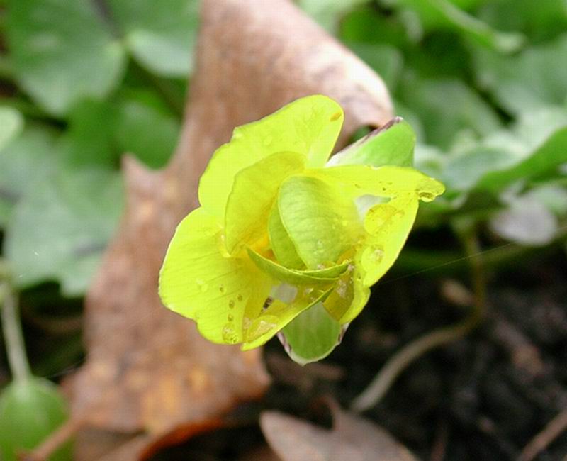 Scilla bifolia,Ranunculus ficaria,Helleborus foetidus,Salvia