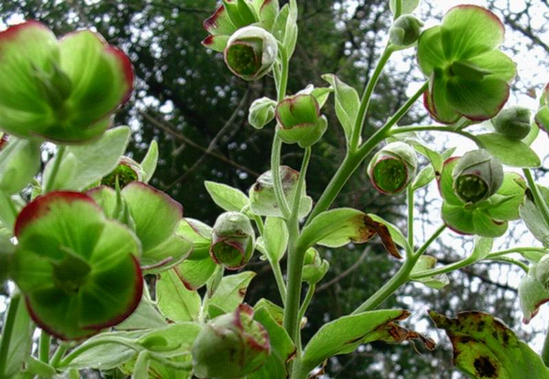 Scilla bifolia,Ranunculus ficaria,Helleborus foetidus,Salvia