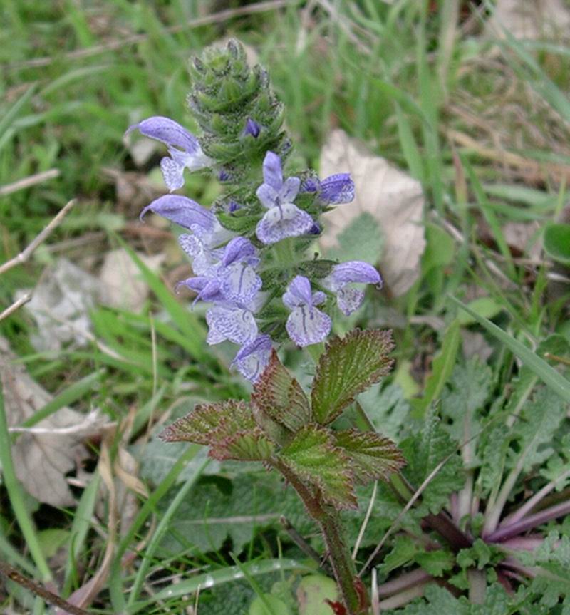 Scilla bifolia,Ranunculus ficaria,Helleborus foetidus,Salvia