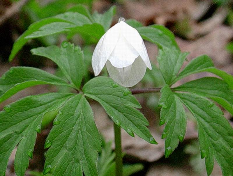 anemone, pulmonaria, lathraea