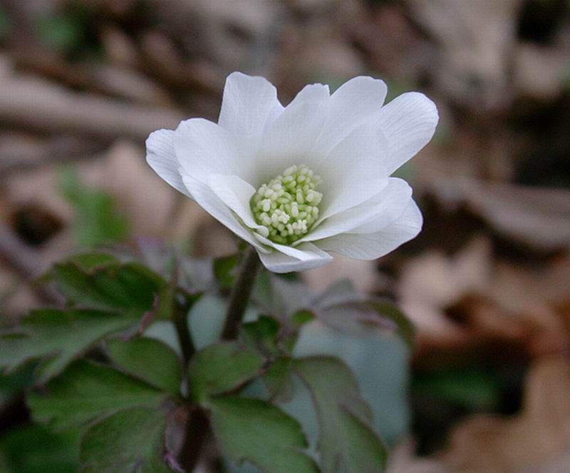 anemone, pulmonaria, lathraea