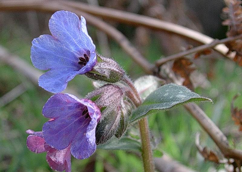 anemone, pulmonaria, lathraea