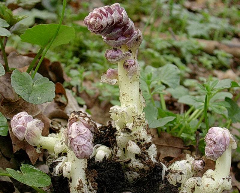 anemone, pulmonaria, lathraea